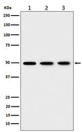 Anti-EEF1G Rabbit Monoclonal Antibody