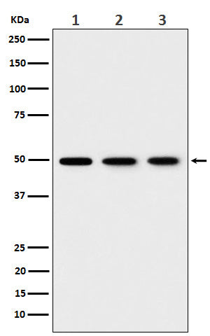 Anti-EEF1G Rabbit Monoclonal Antibody