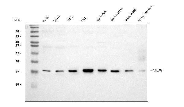 Anti-LSM8 Antibody Picoband® (monoclonal, 6B11)