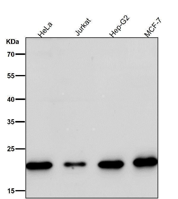 All lanes use the Antibody at 1:1W dilution for 1 hour at room temperature.