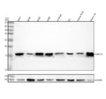 Anti-Histone H2B Rabbit Monoclonal Antibody