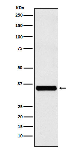 Western blot analysis of EXOSC7 expression in Jurkat cell lysate.
