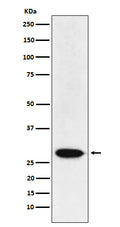 Western blot analysis of MAD3 expression in HeLa cell lysate.