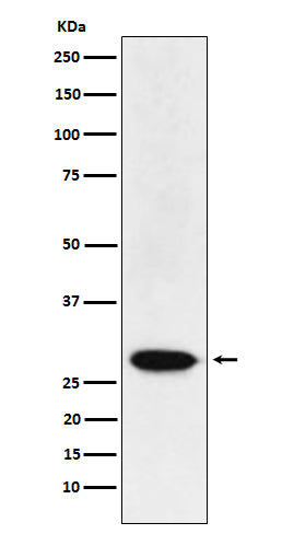 Western blot analysis of MAD3 expression in HeLa cell lysate.