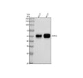 Anti-IgG4 IGHG4 Rabbit Monoclonal Antibody