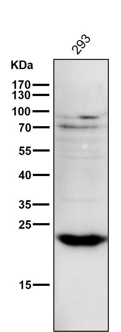 Anti-PPP1R1A Rabbit Monoclonal Antibody
