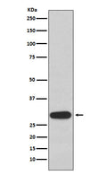 Western blot analysis of Olig3 expression in 293T cell lysate.