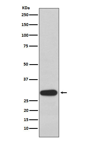 Western blot analysis of Olig3 expression in 293T cell lysate.