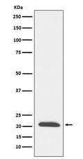 Western blot analysis of DCTN3 expression in SH-SY5Y cell lysate.