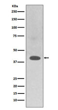 Western blot analysis of TRAM2 expression in HepG2 cell lysate.
