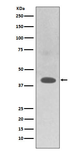 Western blot analysis of TRAM2 expression in HepG2 cell lysate.