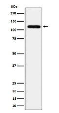 Western blot analysis of UBE4A expression in 293 cell lysate.