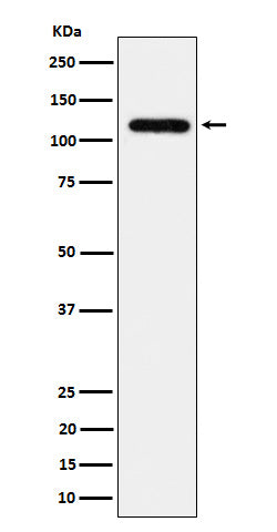 Western blot analysis of UBE4A expression in 293 cell lysate.
