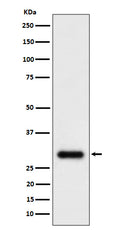 Western blot analysis of TMEM192 expression in U87-MG cell lysate.