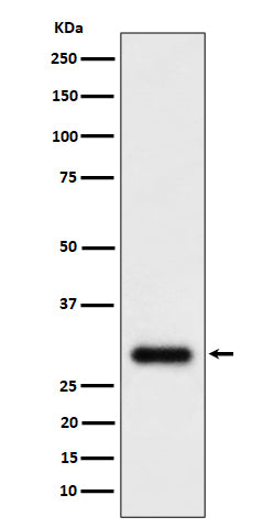 Western blot analysis of TMEM192 expression in U87-MG cell lysate.