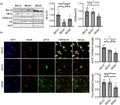 Anti-NeuN RBFOX3 Rabbit Monoclonal Antibody