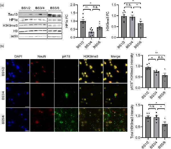 Anti-NeuN RBFOX3 Rabbit Monoclonal Antibody
