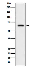 Western blot analysis of CRMP3 expression in SH-SY5Y cell lysate.