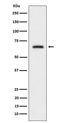Western blot analysis of CRMP3 expression in SH-SY5Y cell lysate.