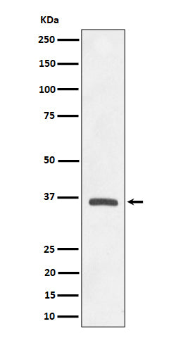Western blot analysis of OXGR1 / GPR99 expression in A549 cell lysate.