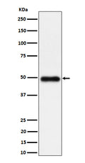 Western blot analysis of NgR3 expression in K562 cell lysate.