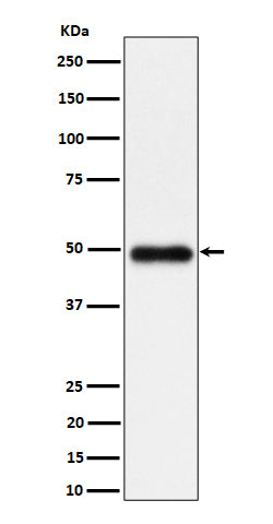 Western blot analysis of NgR3 expression in K562 cell lysate.
