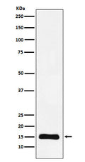 Western blot analysis of Histone H3 (mono methyl K9) expression in Hela cell lysate.