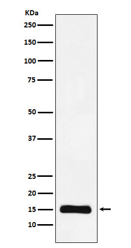 Western blot analysis of Histone H3 (mono methyl K9) expression in Hela cell lysate.