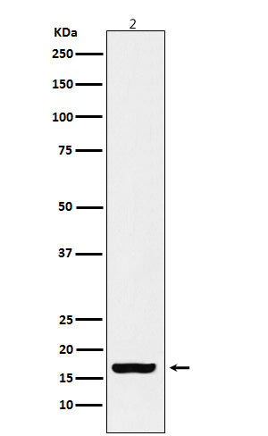 Western blot analysis of Histone H3 (acetyl K18) expression in HeLa cell treated with TSA cell lysate.
