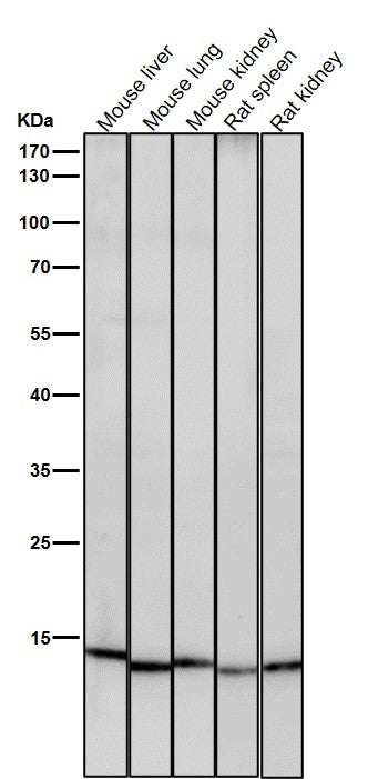 All lanes use the Antibody at 1:1K dilution for 1 hour at room temperature.