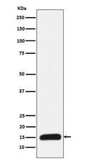 Western blot analysis of Histone H3 (mutated K27 Met) expression in recombinant protein lysate.