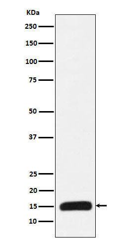 Western blot analysis of Histone H3 (mutated K27 Met) expression in recombinant protein lysate.
