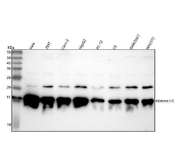 Anti-Histone H3 (acetyl K27) Rabbit Monoclonal Antibody