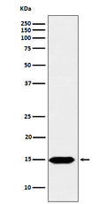 Western blot analysis of Histone H3 (formyl K122) expression in Hela cell lysate.