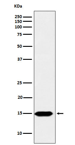 Western blot analysis of Histone H3 (formyl K122) expression in Hela cell lysate.