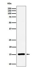 Western blot analysis of Histone H3 (symmetric di methyl R17) expression in HeLa cell lysate.