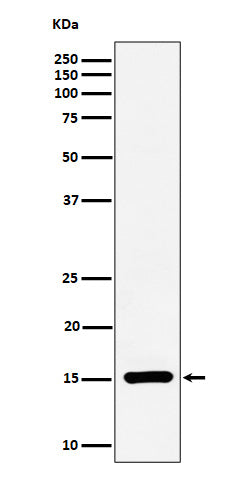Western blot analysis of Histone H3 (symmetric di methyl R17) expression in HeLa cell lysate.