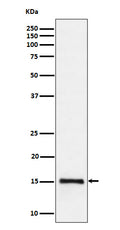 Western blot analysis of Histone H3 (di methyl K79) expression in HeLa cell lysate.