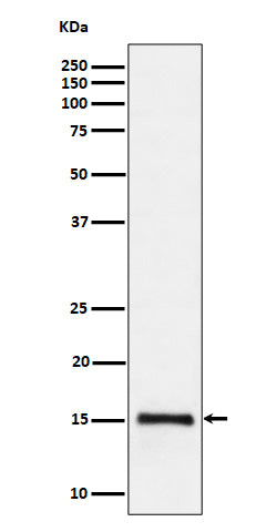 Western blot analysis of Histone H3 (di methyl K79) expression in HeLa cell lysate.