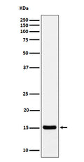 Western blot analysis of Histone H3 (acetyl K36) expression in HeLa treated with Sodium butyrate cell lysate.