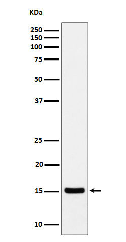 Western blot analysis of Histone H3 (acetyl K36) expression in HeLa treated with Sodium butyrate cell lysate.