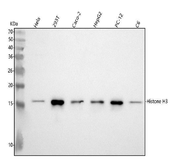 Anti-Histone H3 (di methyl K9) HIST1H3A Rabbit Monoclonal Antibody