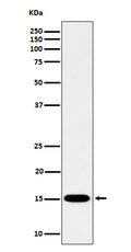 Western blot analysis of Histone H3 (mono methyl K79) expression in HeLa cell lysate.