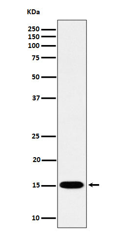Western blot analysis of Histone H3 (mono methyl K79) expression in HeLa cell lysate.
