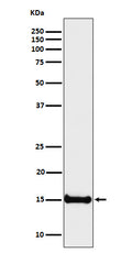 Western blot analysis of Histone H3 (di methyl K4) expression in HeLa cell lysate.