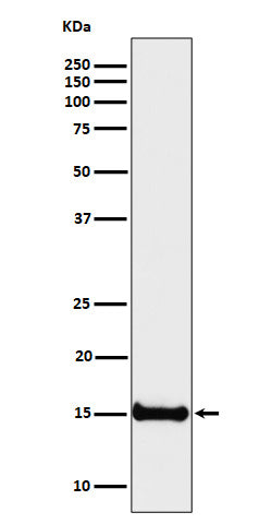 Western blot analysis of Histone H3 (di methyl K4) expression in HeLa cell lysate.