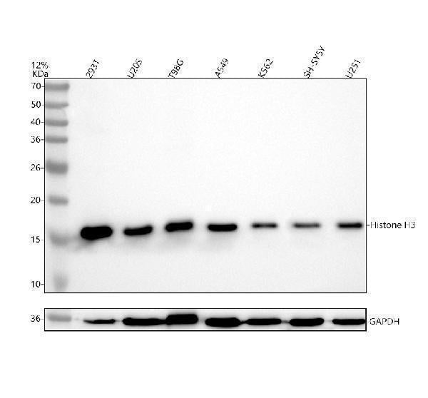 Anti-Histone H3 (acetyl K9) Rabbit Monoclonal Antibody