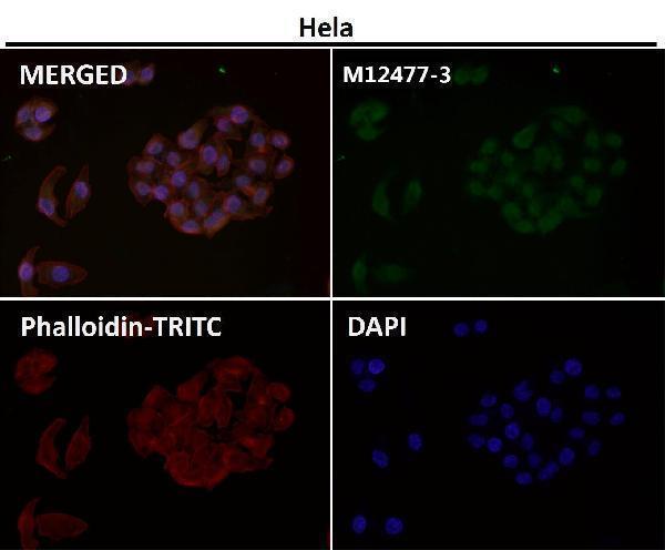 Immunofluorescent analysis using the Antibody at 1:50 dilution.