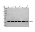 Anti-Histone H3 (mono methyl R17) HIST1H3A Rabbit Monoclonal Antibody