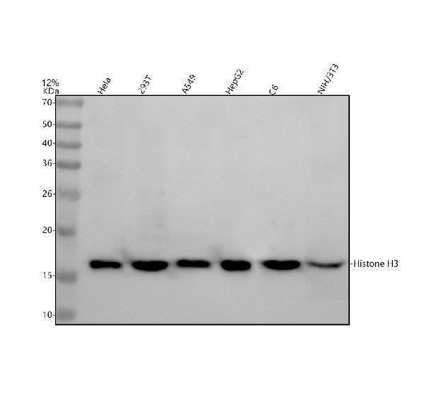 Anti-Histone H3 (mono methyl R17) HIST1H3A Rabbit Monoclonal Antibody